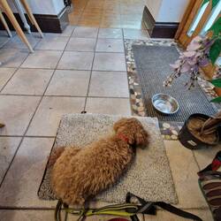 Tiger enjoying a snack at the café