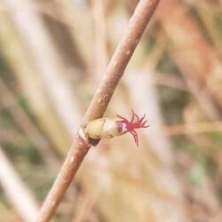 We're seeing new signs of Spring each day; a Hazel leaf bud