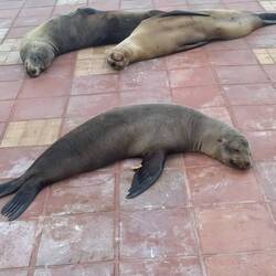 Die 🦭 liegen wieder faul auf der Promenade