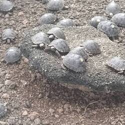 Die Kleinen 🐢🐢😍