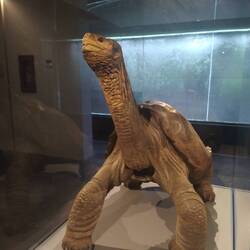 Lonesome George, der letzte seiner Art