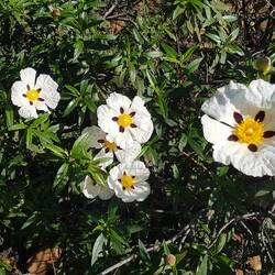 ...im Detail...was ist es für ein Pflänzchen?