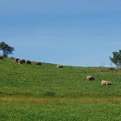 Den Schafen gehts gut!