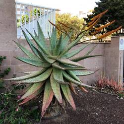 Fass 3 m hohe blühende Aloe Vera, andere Art wie wir sie kennen. Rechts davon kleine rote AloeVeras.