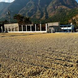 Then coffee sundried for 5 days