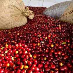 Coffee berries are emptied into large vats