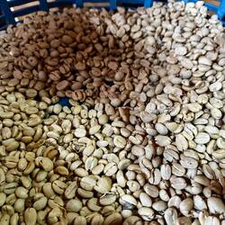 Coffee bean to export pre-roasting