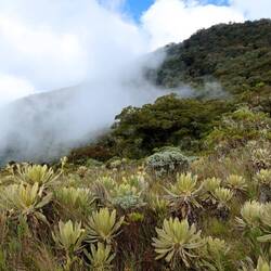 Le páramo et ses fameuses plantes les frailejones