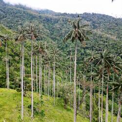 Palmeraie de palmiers géants à cire du Quindio