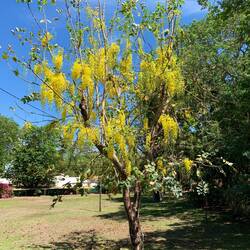 Flowering trees