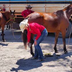 Shoeing horses