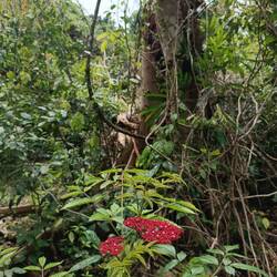 Took a short detour into the rainforest 🤩