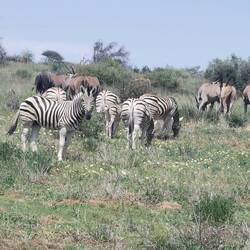 Zebras gabs auch 😂