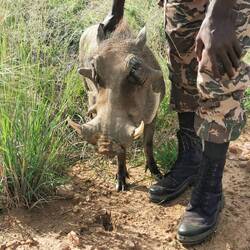 Pumba