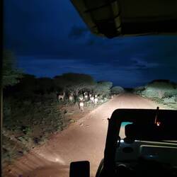 Night Drive