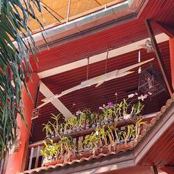 Lots of orchids up on that balcony