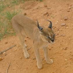 Caracal