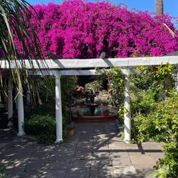 Orchid gardens in Puerto de la Cruz