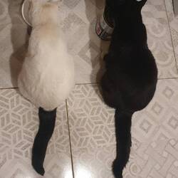 El gato 1 & el gato 2 fressen ganz passend aus ihren Näpfchen:)