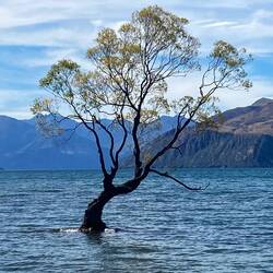 Wanaka Tree