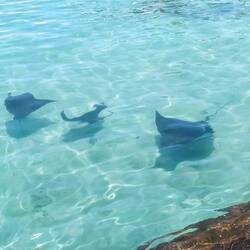 Rochen im Hafenbecken