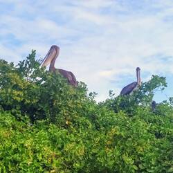 Ich wusste nicht, dass Pelikane auf Bäumen wohnen