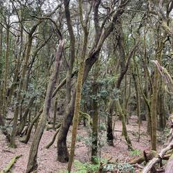 Snapshot of rejuvenating forest after the fires of 12 years ago