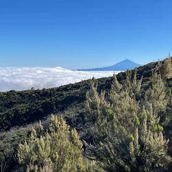 Heather trees in the foreground