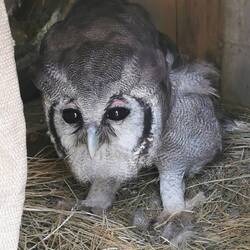 Eagle Owl namens Bowie