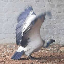 Flugversuche (2m Spannweite)