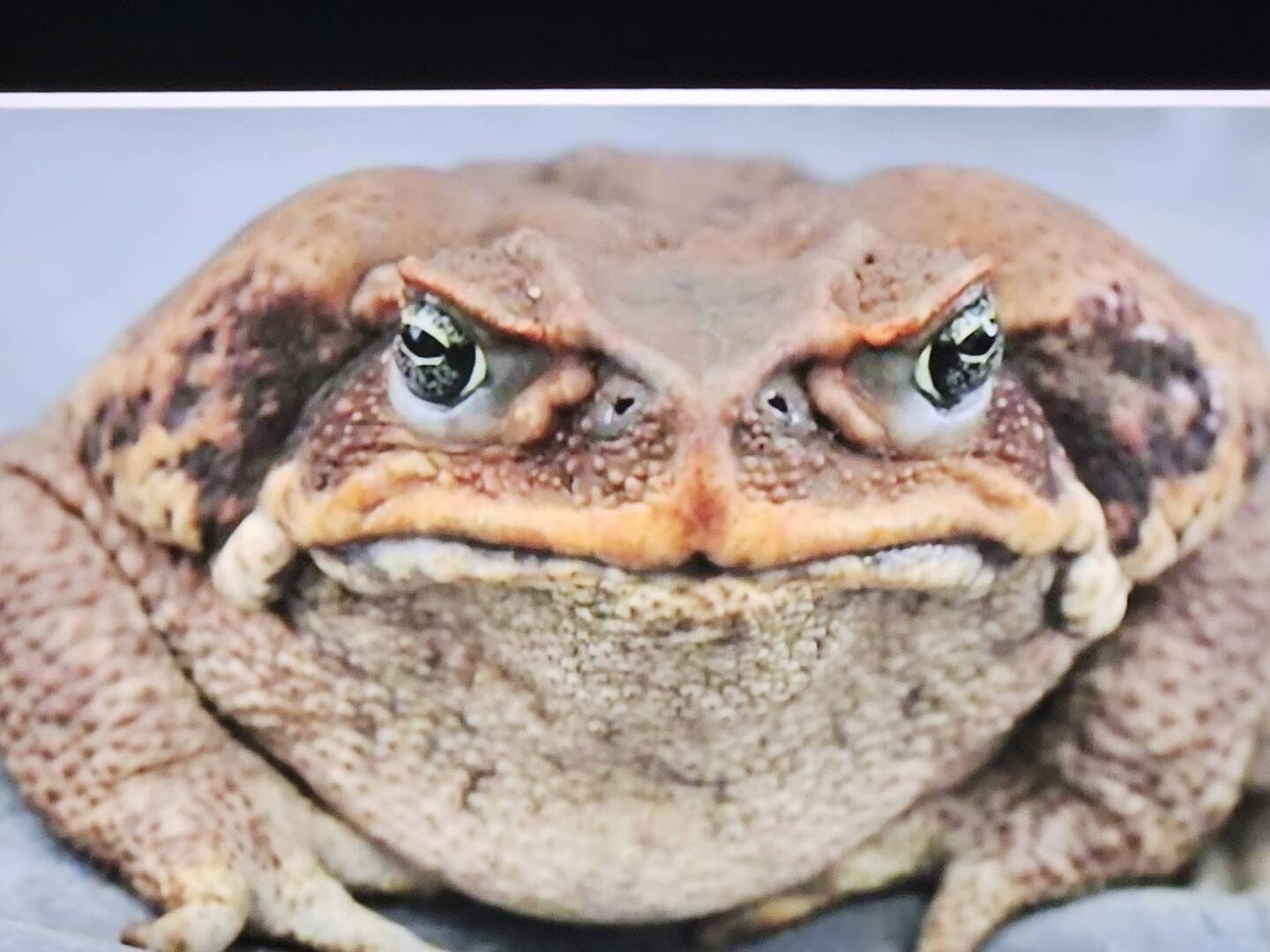 Cane toad