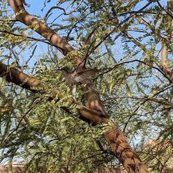 Hey partner is a black chinned hummingbird. I saw him yesterday when I was changing out the nectar.