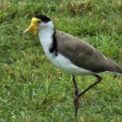 Masked lapwing