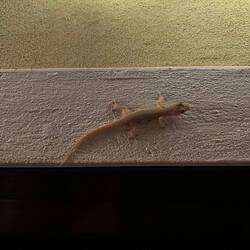 Unser Türsteher🫡🦎