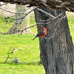 Vermillion Flycatcher