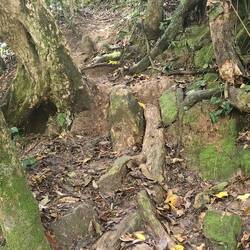 Weg durch den Urwald