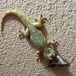 Sa Nau Mar apartment near Begur