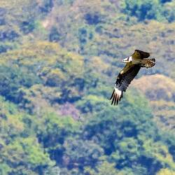 Osprey