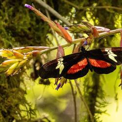 Mexican Heliconian