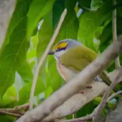 Rare Chesnut-sided Shrike Vireo
