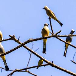 Silky Gray Flycatchers