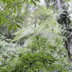 The call of the Highland Guan