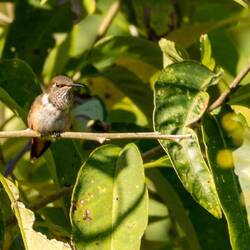 Wine-throated Hummingbird