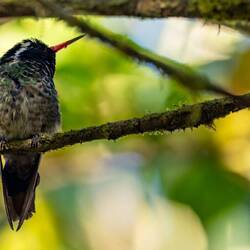 White-eared Hummingbird