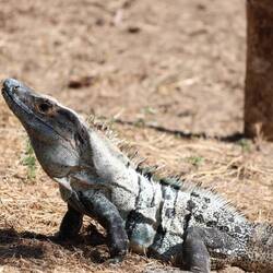 Erstes Iguana entdeckt