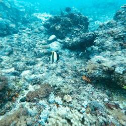 A horned zanclus, as seen at Galu Reef