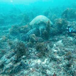 One of the many big turtles at Galu Reef