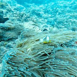 A nosestripe clownfish looking at me from the coral at the Milele dive site
