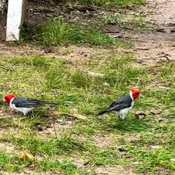 auch hier sind die Vögel vom Angebot begeistert