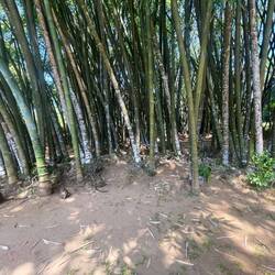 Wie viele Affen siehst du? 🐒